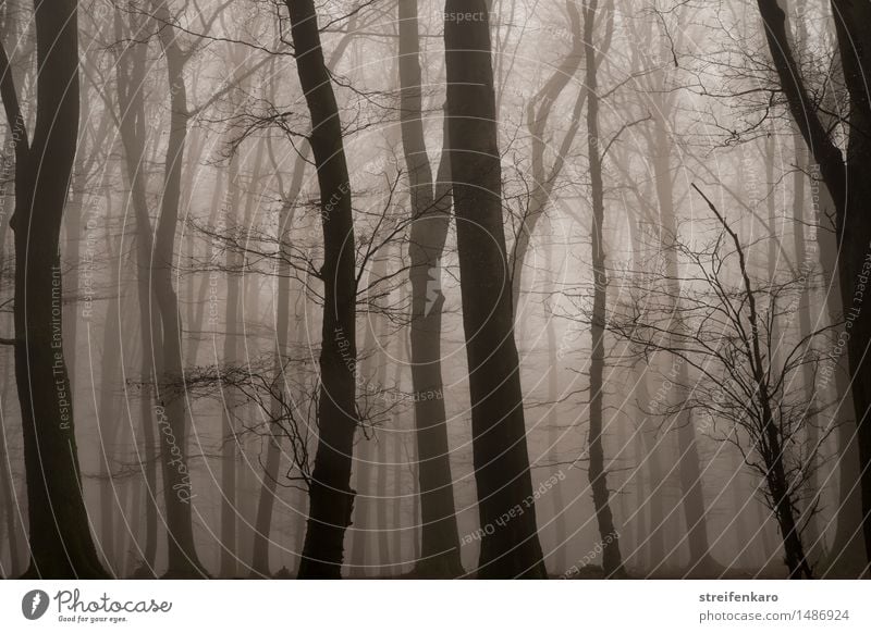 Logs in the fog Environment Nature Landscape Plant Autumn Winter Fog Tree Bushes Forest Threat Dark Creepy Cold Brown Gray Emotions Moody Sadness Grief Fear