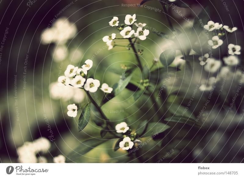 Flower Day Delicate Soft Blossom Plant Meadow Meadow flower Green White Botany Flowerbed Summer Spring Beautiful Blur Decoration Magic floret garden nature