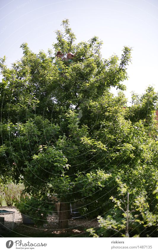 search picture Human being Feminine Child Girl Brothers and sisters Sister Family & Relations Infancy 2 3 - 8 years Sun Summer Beautiful weather Tree Apple tree