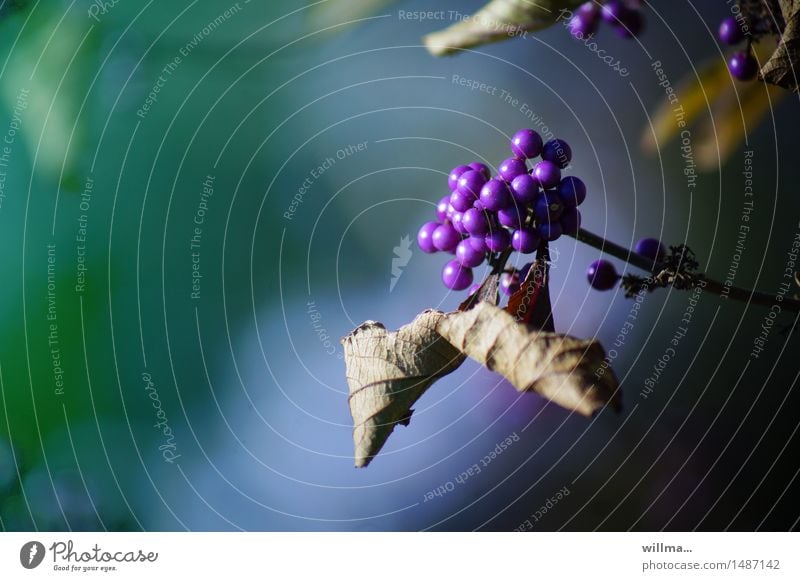 Chinese Purple Cone Fruit, Love Pearl Bush love pearl bush Chinese fruit of straight fruit Callicarpa giraldii Labiate Berry bushes Berries Violet Love pearl