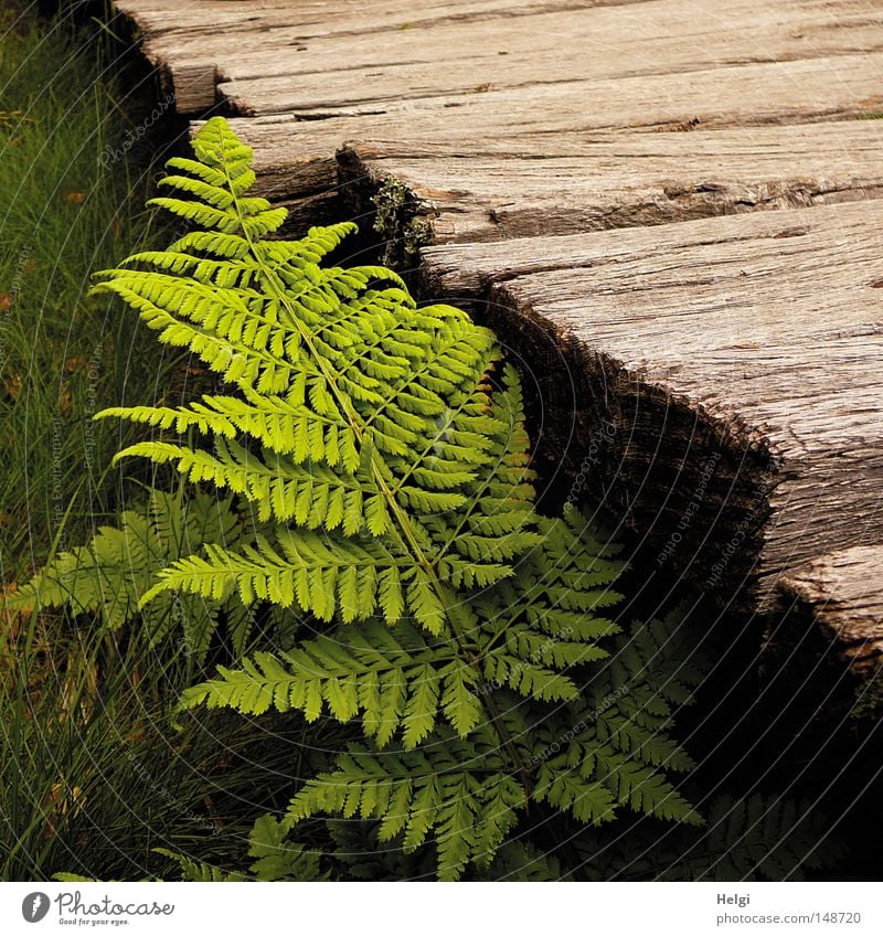 fresh green fern leaf grows on a wooden bridge Wood Lanes & trails Wooden board Old Weathered Oak tree Bog Fen Texture of wood Brown Fern Plant Nature Leaf