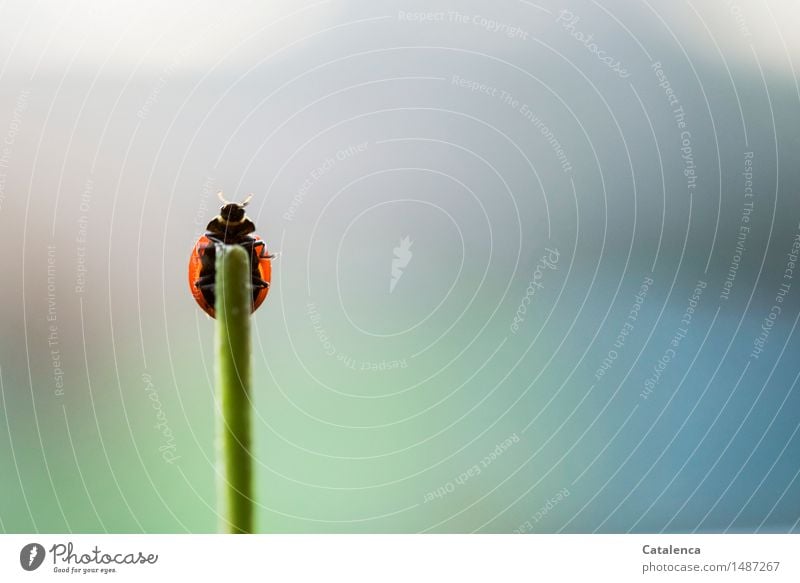 Ready for take off; ladybug on grass blade tip Nature Plant Animal Air Stalk Wild animal Beetle Ladybird Insect 1 Flying Crawl Esthetic Blue Green Red Black