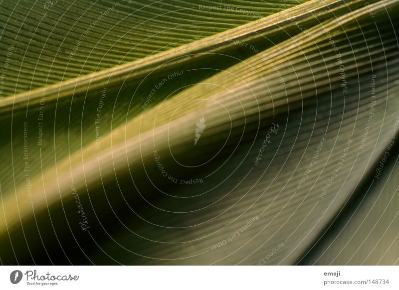 nib Green Material Cloth Macro (Extreme close-up) Near Blur Close-up Feather Line Structures and shapes Detail