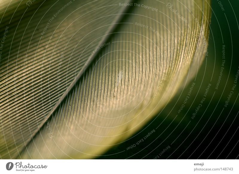 Spring II Green Material Cloth Macro (Extreme close-up) Near Blur Close-up Feather Line Structures and shapes Detail