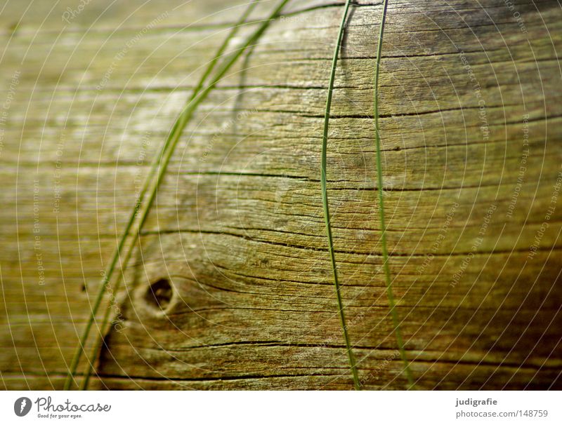 Quiet Wood Grass Nature Life Death Tree Tree trunk Structures and shapes Line Calm Shadow Environment Beach Coast Western Beach Darss Colour