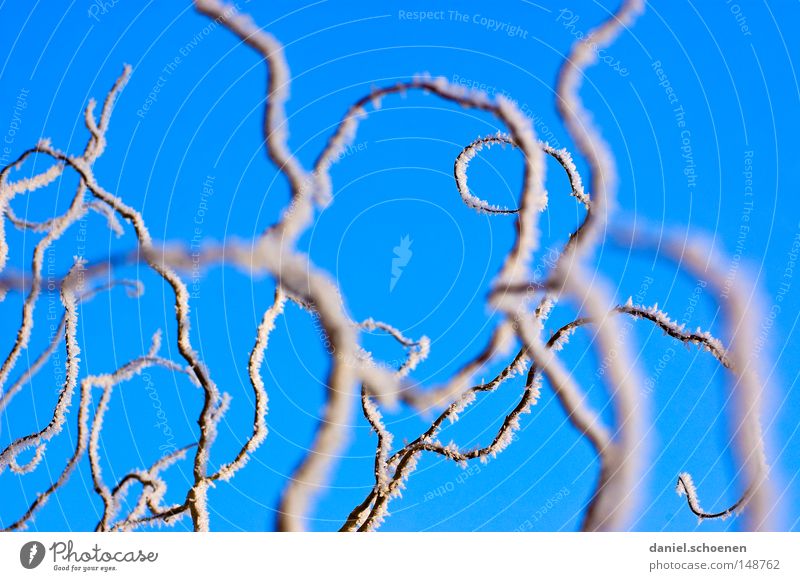 abstract Christmas card Winter Snow Black Forest White Nature Sky Cold Hoar frost Shadow Weather Meteorology Blue Cyan Macro (Extreme close-up) Close-up Light