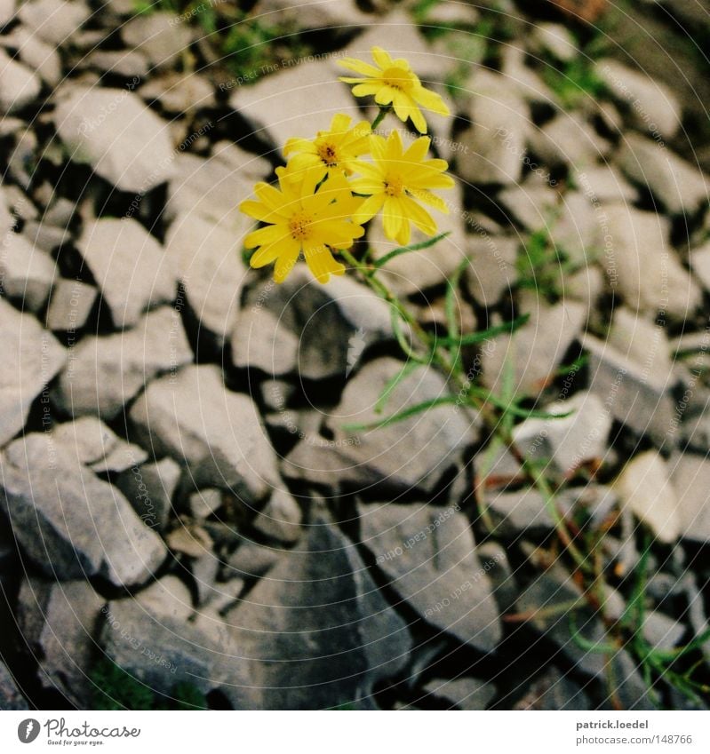 [H08.2] Dog flower Colour photo Exterior shot Close-up Shallow depth of field Bird's-eye view Calm Nature Plant Earth Spring Flower Blossom Foliage plant Rock