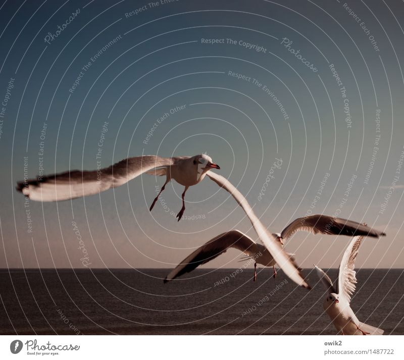 Time for rebels Environment Nature Landscape Animal Water Cloudless sky Horizon Climate Beautiful weather Baltic Sea Wild animal Seagull 3 Observe Flying