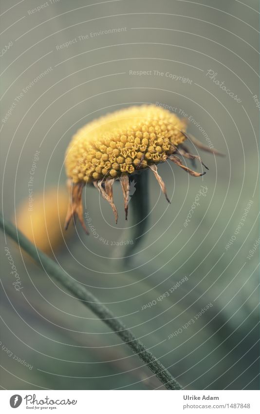 The Last Flower Art Photography Blur Nature Plant Autumn Blossom Wild plant Marguerite Pistil Pollen Garden Park Blossoming To dry up Exceptional Beautiful