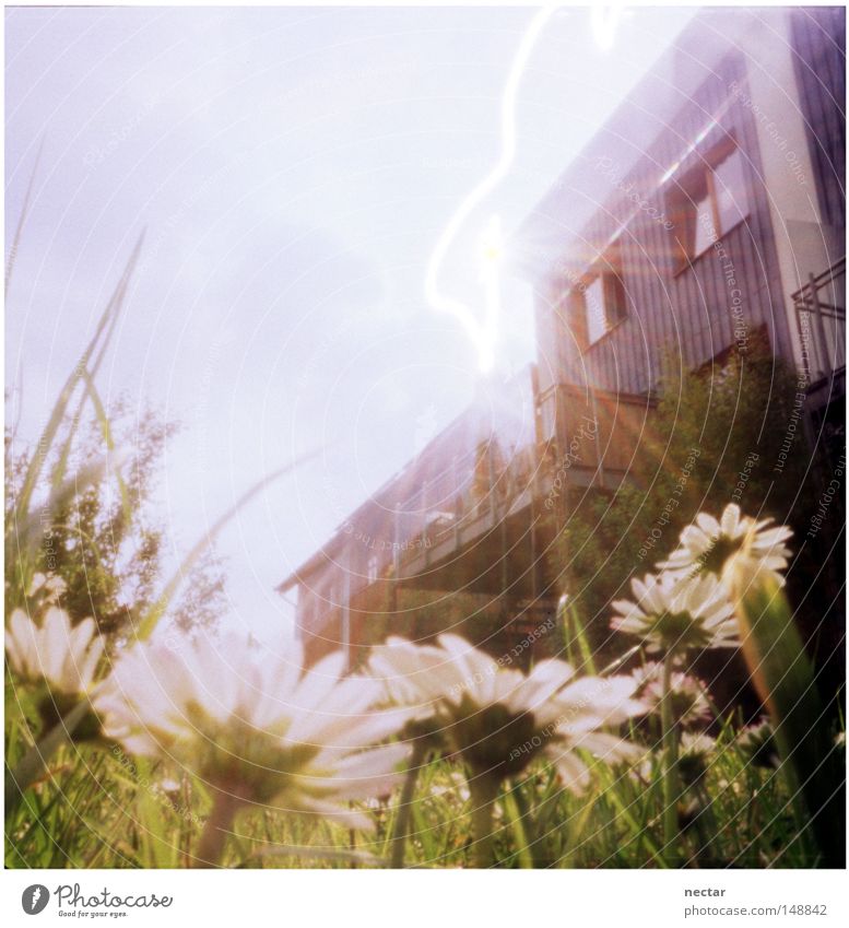 Ant Sneaks A Peek West Summer Sun Light Lighting Beautiful weather House (Residential Structure) Window Garden Horticulture Gardener Under Looking Daisy Meadow