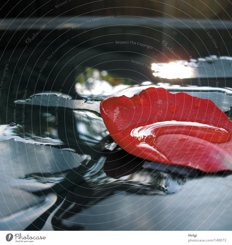 Rose petal with raindrop in a puddle of water Water Rain Wet Drops of water To fall Flower Blossom Blossom leave Rose leaves Blue Red White Weather Garden