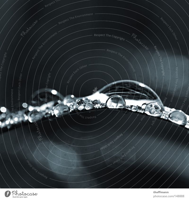 a pearl of nature Grass Damp Wet Leaf Fluid Reflection Vaulting Near Summer Water Drops of water Macro (Extreme close-up) Deserted Shallow depth of field