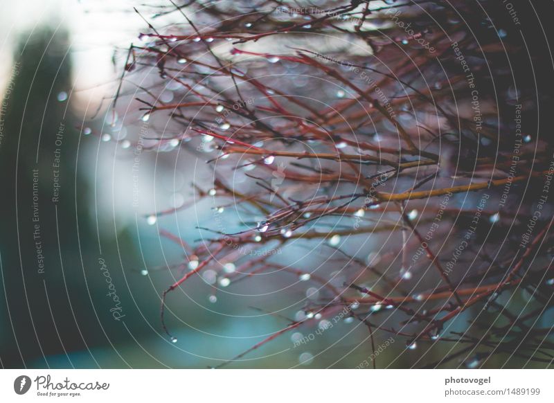 raindrops II Environment Plant Water Drops of water Bushes Twigs and branches Authentic Dark Glittering Cold Wet Brown Green Red Moody Peaceful Sadness Concern