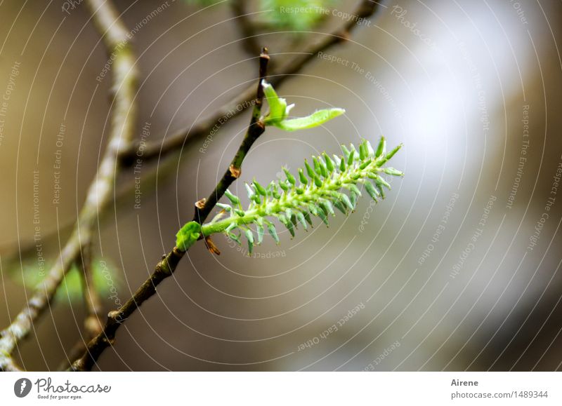 prickly kitten Spring Plant Tree Bushes Leaf Blossom Willow-tree Catkin Brush Fresh Point Green Spring fever Hope Energy Growth Scratch Rasping Thorny Pierce