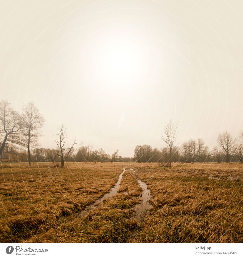 january-wise Environment Nature Landscape Plant Animal Water Wild Skid marks Bog Deluge Puddle Bleak Sparse Gloomy Colour photo Exterior shot Light Shadow