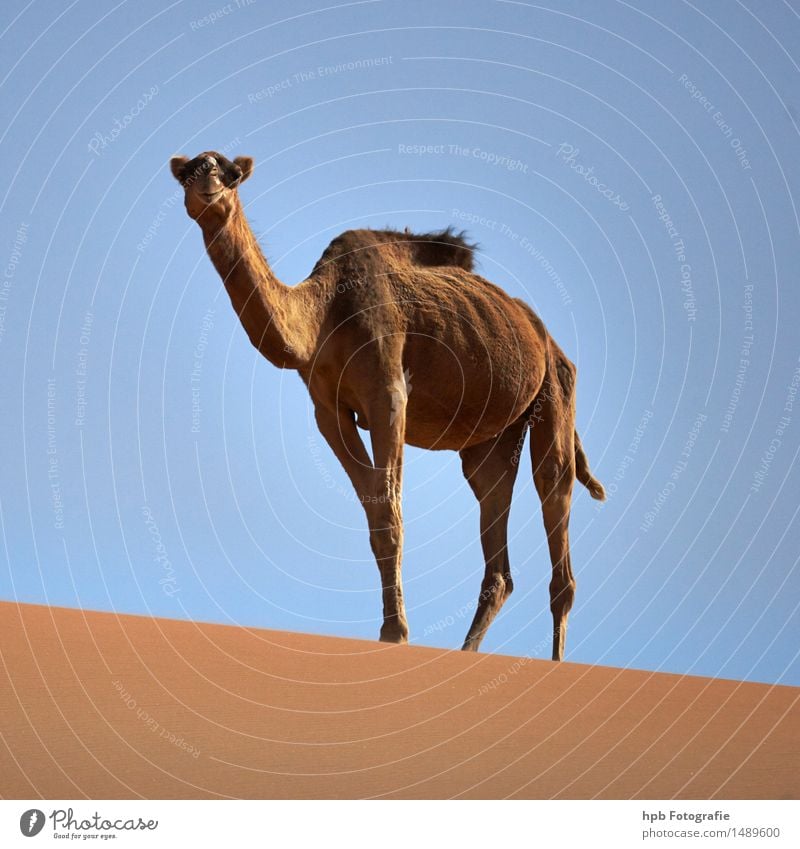 Camel (Dromedary) Vacation & Travel Tourism Adventure Far-off places Summer Nature Animal Sand Cloudless sky Sun Beautiful weather Warmth Desert Farm animal 1