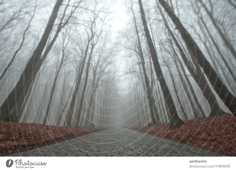 street Forest Tall Hunting Blind Beech tree Beech wood Nature Landscape Tree Tree trunk Branch Twig Winter Autumn Fog Haze Copy Space Deserted Sky Bright