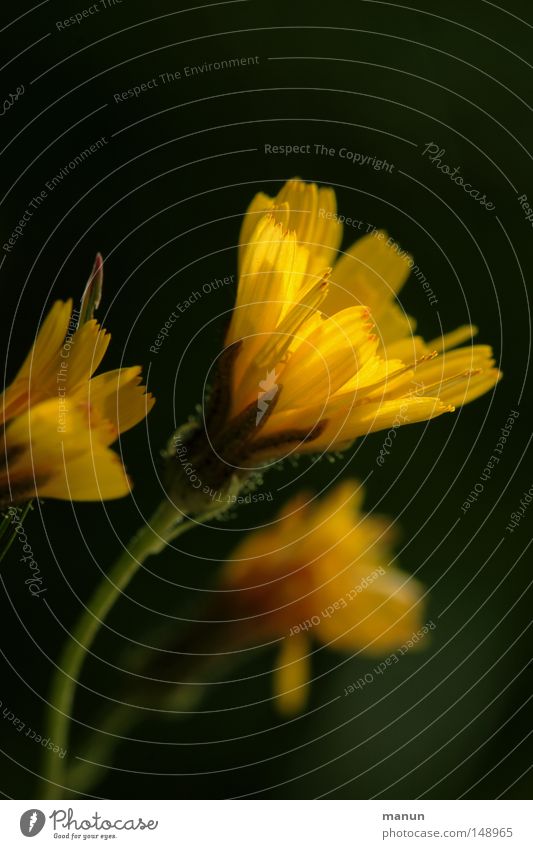 September flowering Flower Autumn Autumnal colours October Yellow Physics Beautiful Nature Blossom Park Summer Blossoming autumn light Indian Summer Lamp