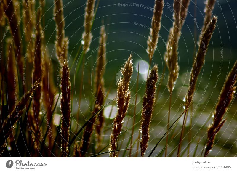 grass Grass Marram grass Sweet grass Coast Wind Line Baltic Sea Beach dune Growth Nature Environment Light Colour sand pipe stalk risp coastal protection