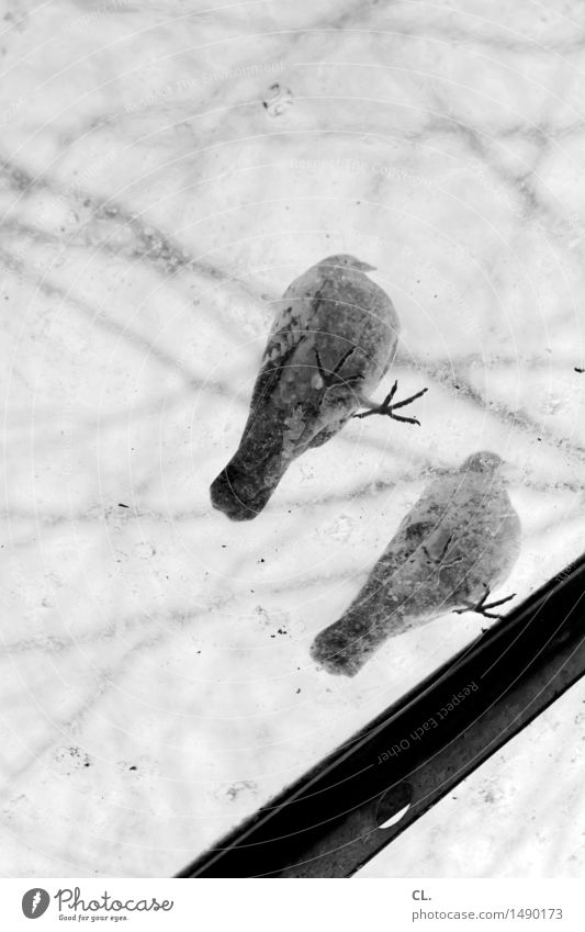 pigeons Nature Autumn Winter Tree Window Animal Wild animal Bird Pigeon Claw 2 Stand Dirty Perspective Black & white photo Exterior shot Deserted