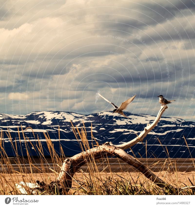 approach Adventure Far-off places Freedom Mountain Hiking Plant Animal Clouds Summer Climate Climate change Grass Wild plant Snowcapped peak Fjord Norway Wood