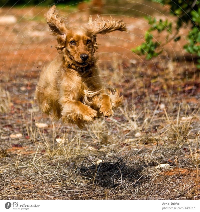 Don't fly so high, my little friend. Dog Summer Hot Flying Hop Jump Walking Meadow Lawn Ear Snout Eyes Legs Field Park Day Joy Beige Brown Yellow Judder