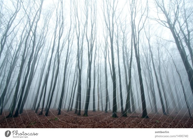 beech forest Forest Tall Hunting Blind Beech tree Beech wood Nature Landscape Tree Tree trunk Branch Twig Winter Autumn Fog Haze Copy Space Deserted Sky Bright