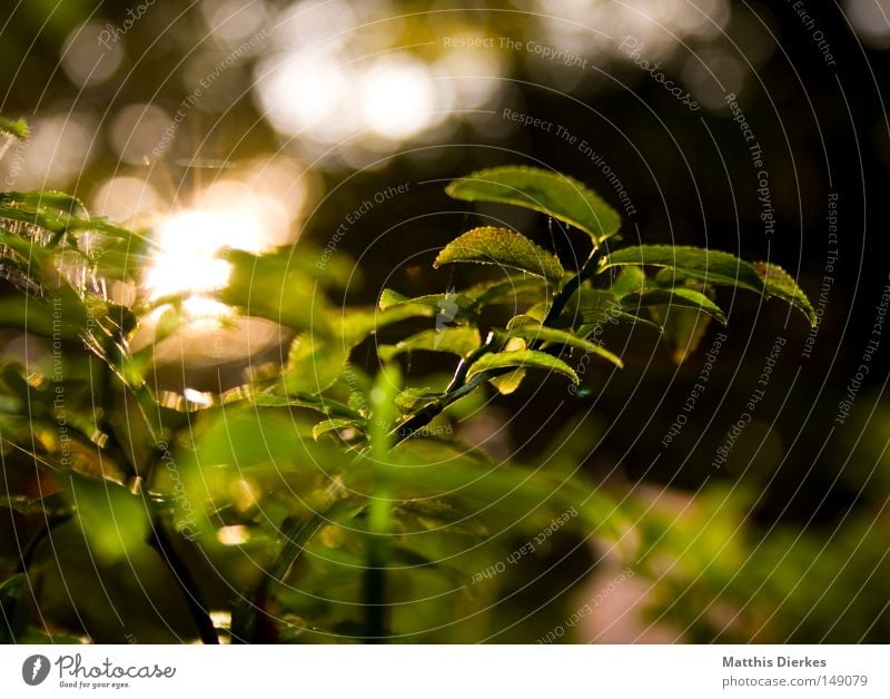 In the morning Morning Flower Plant Back-light Woodground Bushes Botany Nature Glittering Sun Sunlight Blur Green Autumn Autumnal Lighting Point of light Dew