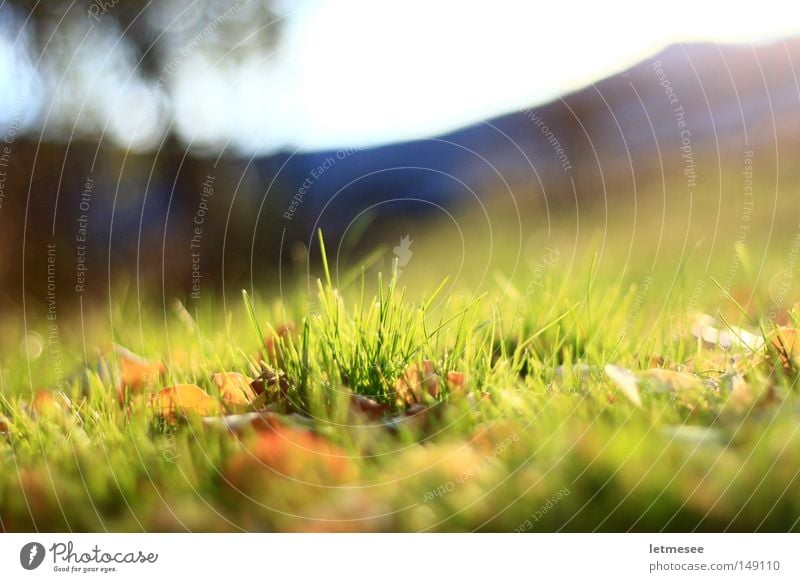 last green '08 Garden Green Mountain Garden fence Meadow Grass Leaf Fresh Sun Large aperture Blur Park