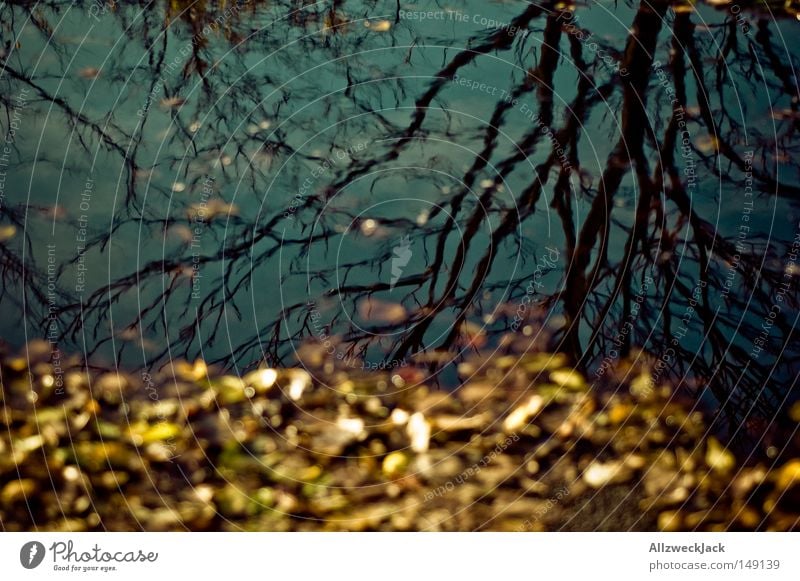 Capital Autumn 2 Leaf Yellow Puddle Reflection Branchage Tree Water Rainwater Grief Distress Transience