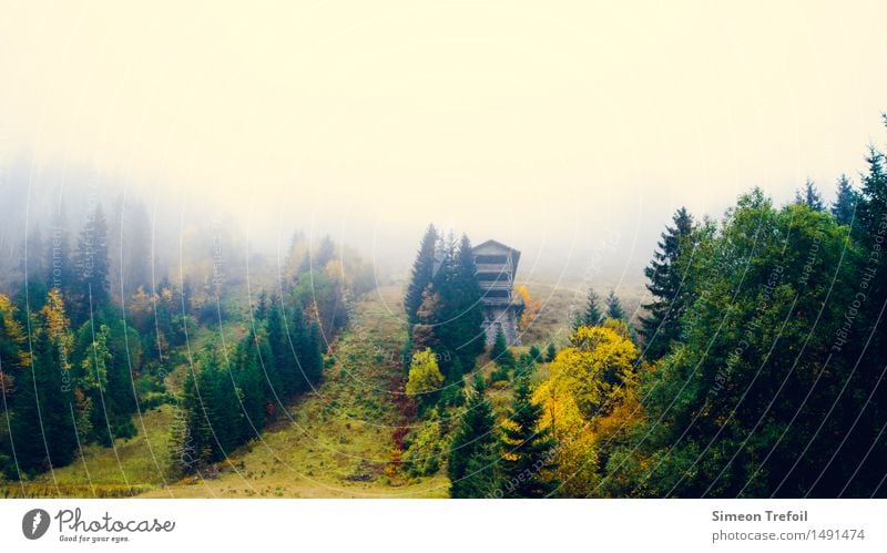 Black Forest in autumn Adventure Hiking Nature Landscape Autumn Fog Tree Grass Hill Mountain Vacation & Travel Old Dark Free Cold Broken Multicoloured Yellow