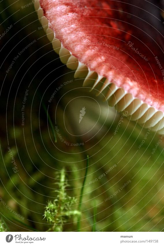 redhead White Red Green Woodground Autumn September Damp Mushroom Disk Close-up manun Summer