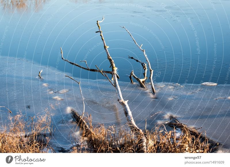 Caught in the ice Plant Water Winter Tree Bushes Lakeside Old Fresh Cold Natural Blue Brown Yellow Surface of water Ice Ice sheet Branch Colour photo