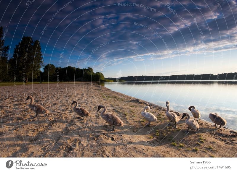 Sunrise with swan family Environment Nature Landscape Plant Animal Water Clouds Summer Beautiful weather Tree Bushes Meadow Lakeside Wild animal Wing Swan Herd