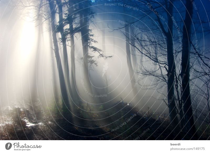 tHe mist I Nature Landscape Autumn Bad weather Fog Tree Forest Dark Creepy Cold Gloomy Blue Gray Black Mystic Exciting Damp September October November