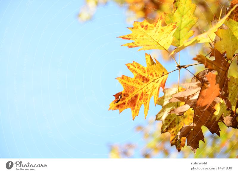 autumn leaf Plant Air Sky Cloudless sky Sun Autumn Beautiful weather Tree Leaf Park Old Nature Colour photo Multicoloured Exterior shot Deserted Copy Space left