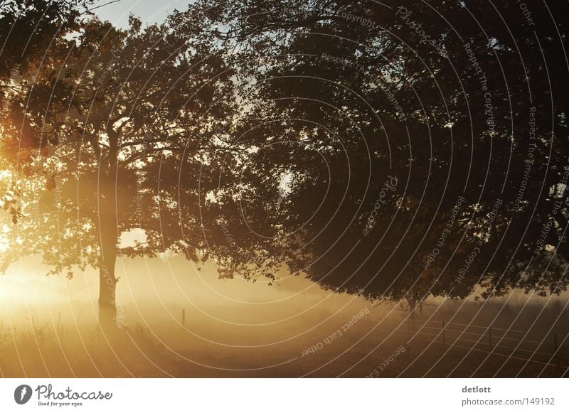 morning-hour Autumn Tree Sun Sunrise Heathland October November Light Fog Morning Nature Celestial bodies and the universe hiking morning hour Gold Lighting