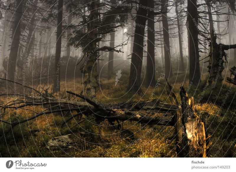 gloomy outlook II Gale Forest Leaf Fog Cold Break Hiking Tree Coniferous forest Spruce Dark Vantage point Hill Footwear Hiking boots Wood Nature Mountaineering