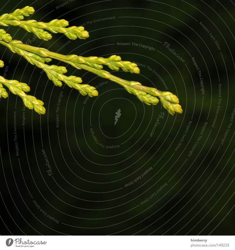 Black Forrest Twig Shoot Green Nature Macro (Extreme close-up) Growth Spring Environment Environmental protection Oxygen Air Flourish Close-up Fragrance Calm