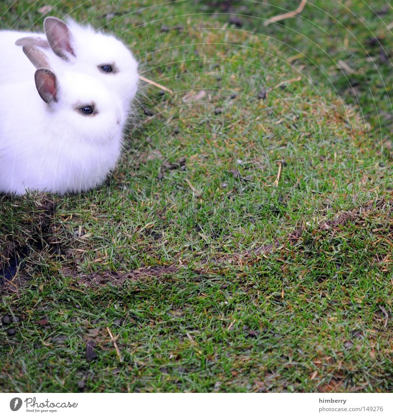 fearful Hare & Rabbit & Bunny Pet Lawn Easter Bunny Cute Pelt White Pygmy rabbit Scaredy-cat Mammal Spring Peaceful In pairs Pair of animals