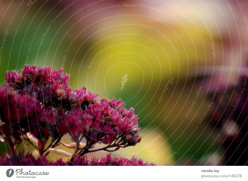 Autumn Plant Nature Background picture Blossom Blossoming Beautiful Soft Multiple Flower October September Seasons November Blur Red Herbaceous plants Summer