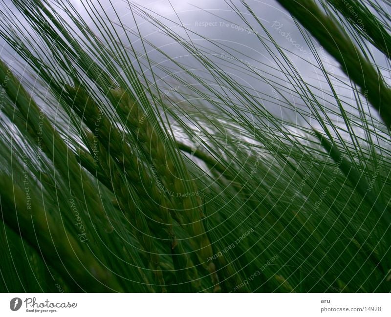 The calm before the storm Gale Field Ear of corn Clouds Green Thunder and lightning Wind Bend