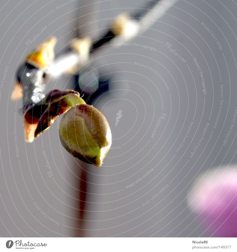 Bud at the start I Orchid Blossom Blossoming Houseplant Delicate Plant Macro (Extreme close-up) Close-up Decoration Phalenopsis