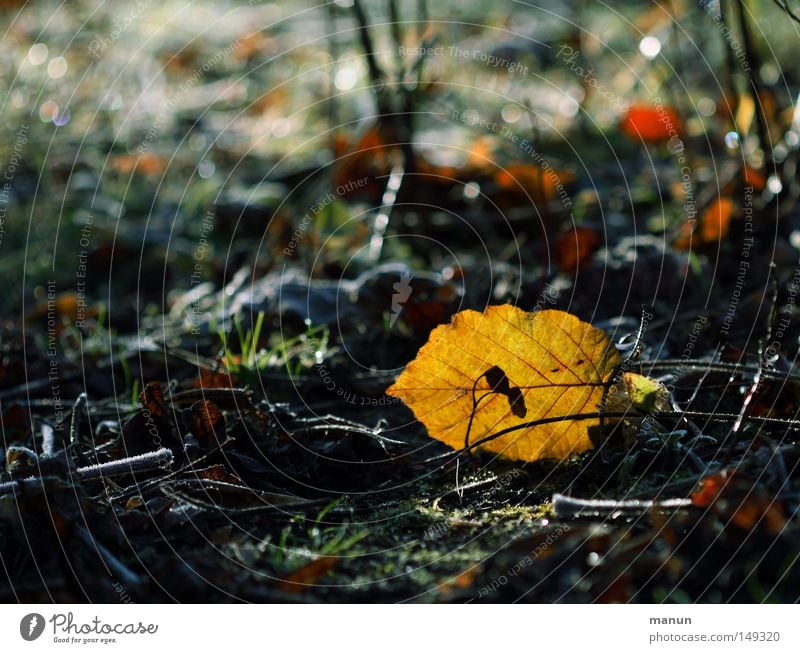 November light Nature Earth Autumn Leaf Autumn leaves Autumnal Autumnal colours Beautiful Yellow Gold Transience Change Colour photo Exterior shot Day Contrast