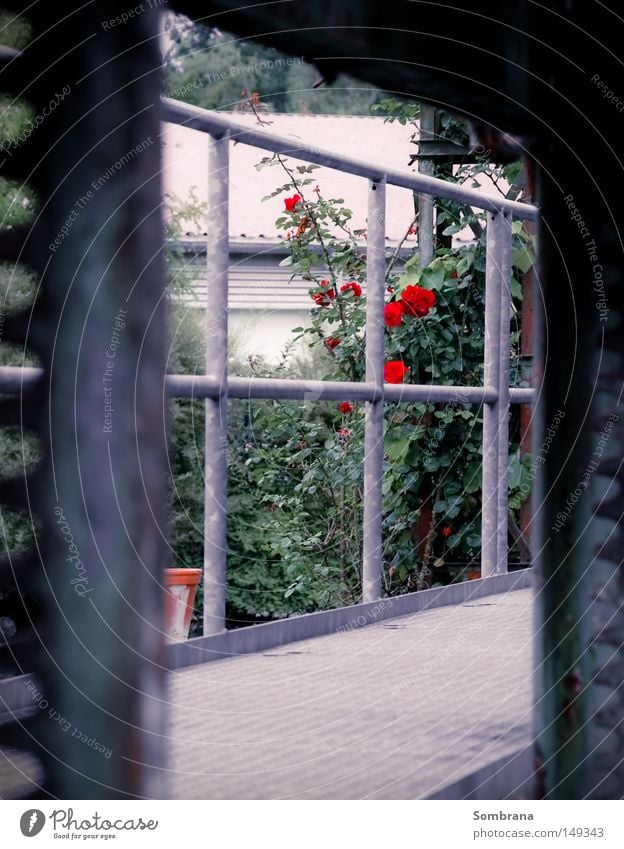 rose garden Rose Flower Metal Modern Industrial Photography Stamp Footbridge Lanes & trails Symmetry Gray Shadow Vista Continuous Converse Power Force