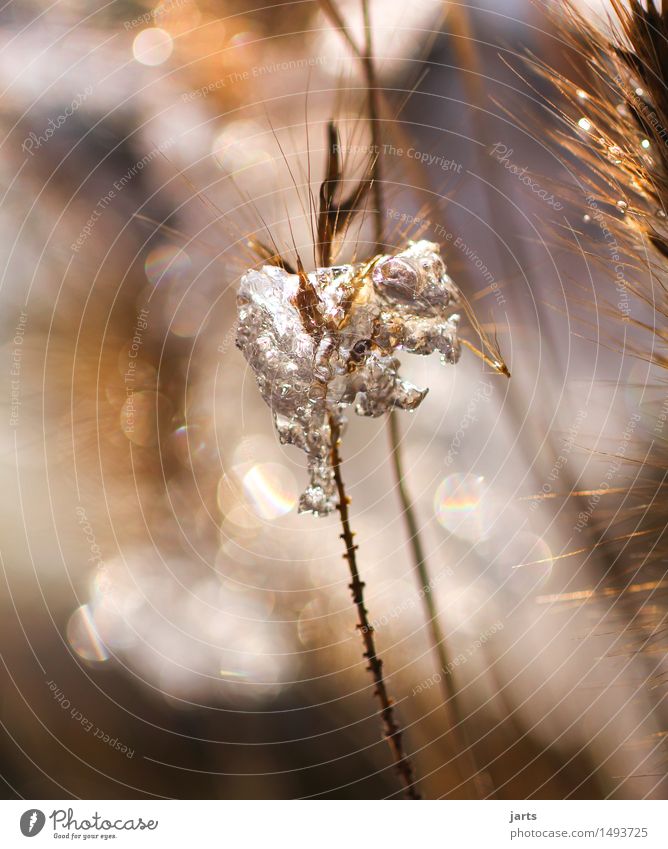 winter Plant Water Winter Beautiful weather Ice Frost Snow Grass Bushes Garden Field Exceptional Elegant Firm Fresh Glittering Bright Cold Natural Brown Gold