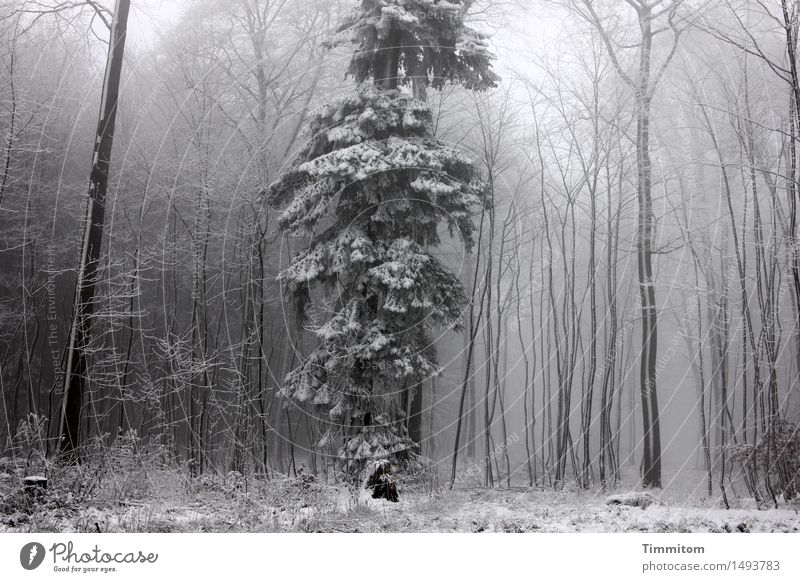 Strange in winter fur... Nature Winter Fog Snow Tree Forest Stand Cold Gray White loner Spruce Tree trunk Bleak Colour photo Subdued colour Exterior shot