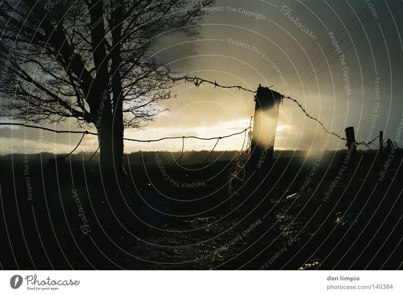 out there somewhere Countries Tree Barbed wire fence Fence Wall (barrier) Bad weather Rain Gale Sun Alternating Dark Wet Ireland Back-light Misted up Blur