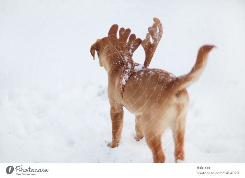 first snow Winter Snow Animal Pet Dog 1 Baby animal Observe Looking Dream Wait Curiosity Cute Joie de vivre (Vitality) Reindeer Hair circlet Colour photo