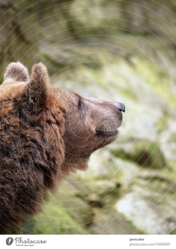 give a smile Animal Wild animal 1 Communicate Smiling Friendliness Bear Profile Pelt Proverb Colour photo Exterior shot Shallow depth of field Animal portrait